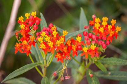 100 SUNSET MILKWEED Asclepias Curassavica Scarlet Blood Flower Red Orange Butterfly Weed Seeds