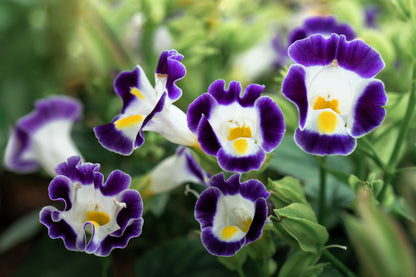 10 KAUAI MIX TORENIA Fournieri Sun or Shade Wishbone Flower Seeds - Mixed Colors 2 Tone Blue Red Pink