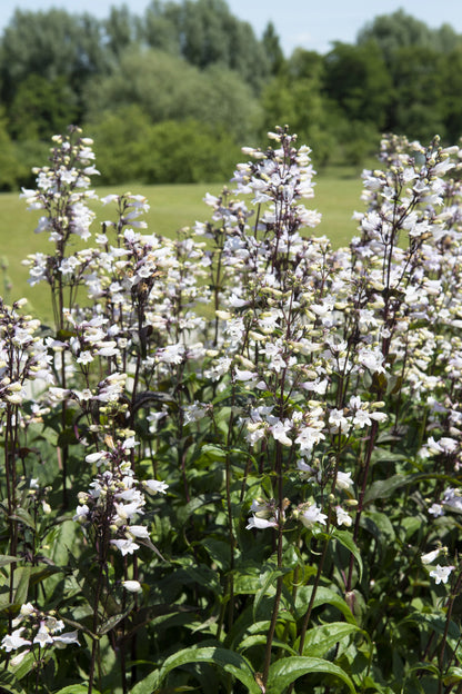 25 HUSKER RED PENSTEMON Digitalis Foxglove Beardtongue White Flower Seeds