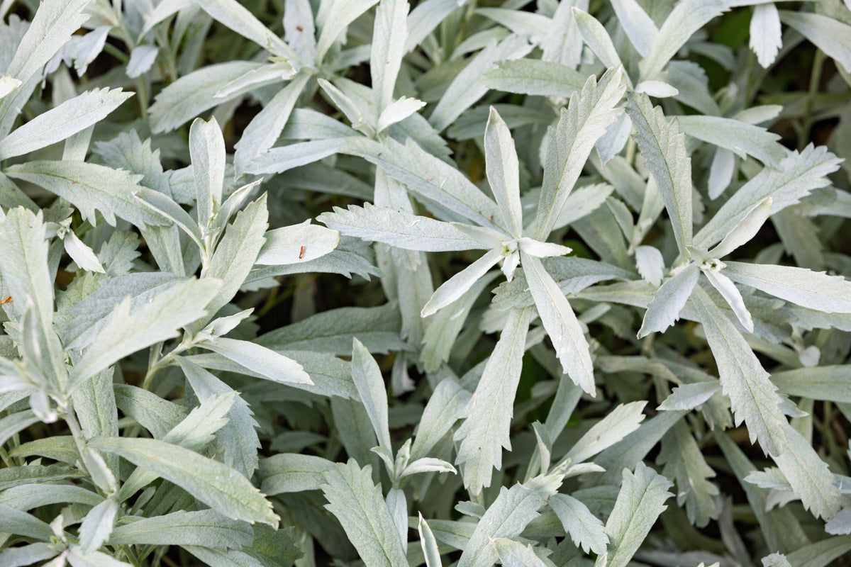 200 PRAIRIE SAGE (Wormwood / Fringed Sagebrush / Sagewort) Artemisia Ludoviciana Flower Seeds