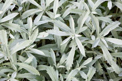 200 PRAIRIE SAGE (Wormwood / Fringed Sagebrush / Sagewort) Artemisia Ludoviciana Flower Seeds