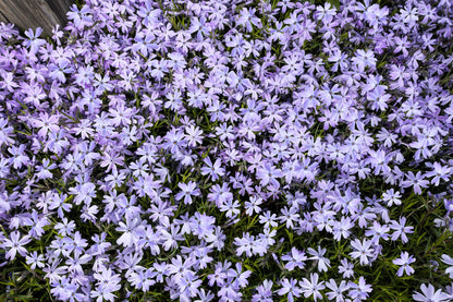 20 PRAIRIE PHLOX Pilosa Mixed Colors Pink Purple White Native Flower Seeds