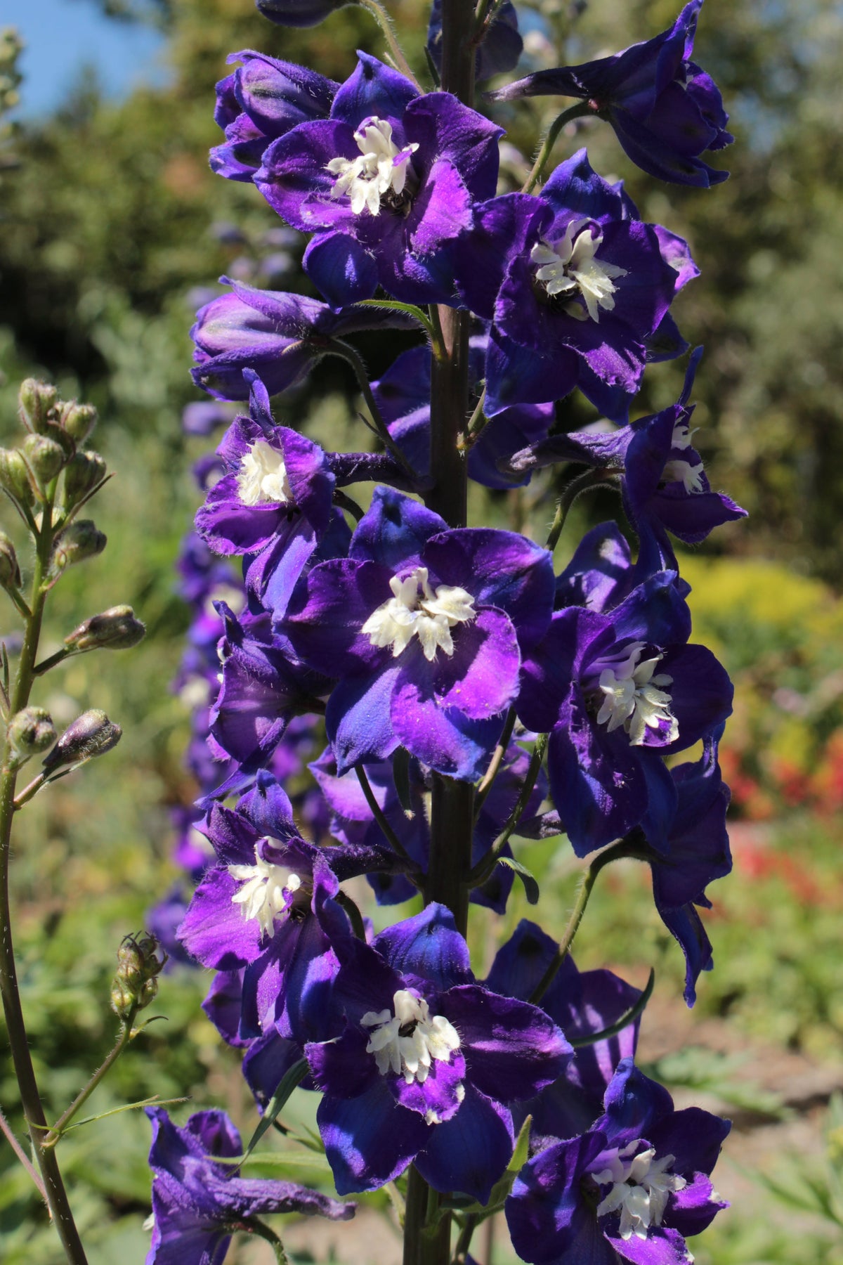 500 Purple ROCKET LARKSPUR DELPHINIUM Ajacis Consolida Flower Seeds