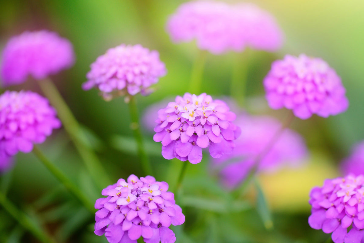 1000 ROSE CARDINAL CANDYTUFT Iberis Umbellata Flower Seeds