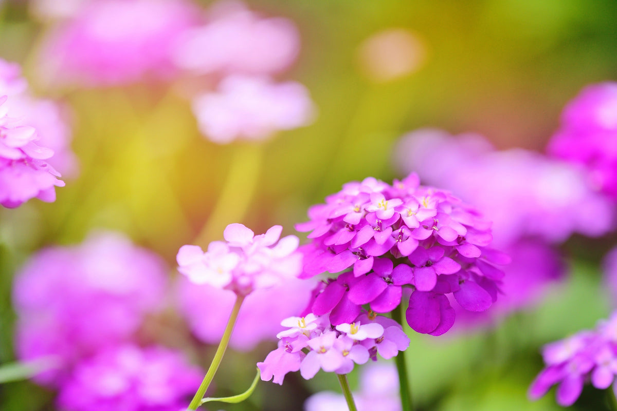 1000 ROSE CARDINAL CANDYTUFT Iberis Umbellata Flower Seeds