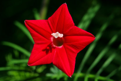 50 CYPRESS VINE MIX Ipomoea Quamoclit Convolvulus Hummingbird Star Morning Glory Cardinal Creeper Flower Seeds - Mixed Colors Red Pink White