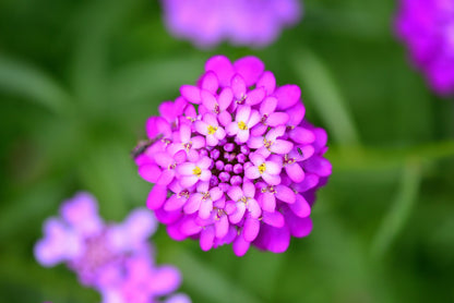 1000 ROSE CARDINAL CANDYTUFT Iberis Umbellata Flower Seeds
