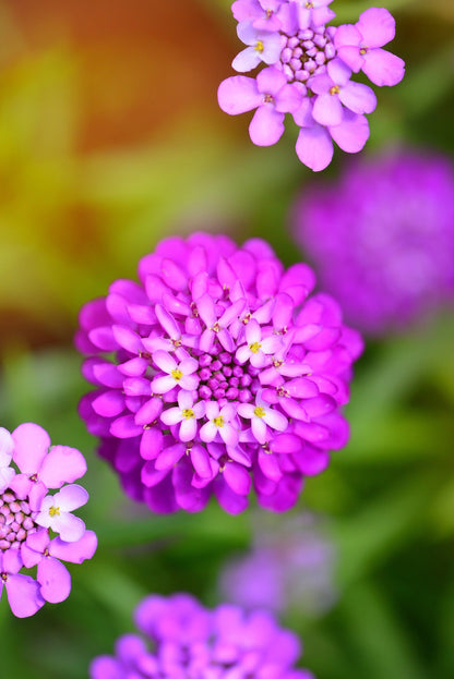1000 ROSE CARDINAL CANDYTUFT Iberis Umbellata Flower Seeds