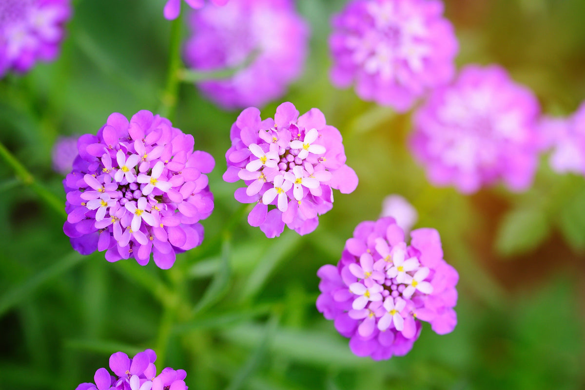 1000 ROSE CARDINAL CANDYTUFT Iberis Umbellata Flower Seeds