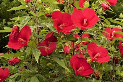 25 MIXED LUNA HIBISCUS Moscheutos Hardy Mixed Colors - Red, Hot Pink, Pink & White Swirl, and White Flower Seeds