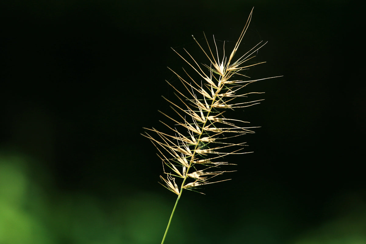 25 BOTTLEBRUSH GRASS Ornamental Shade Elymus Hystrix Patula Seeds