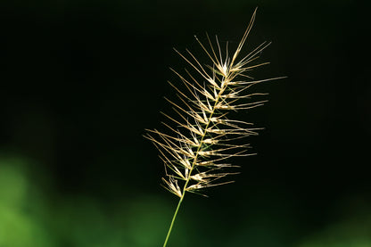 25 BOTTLEBRUSH GRASS Ornamental Shade Elymus Hystrix Patula Seeds