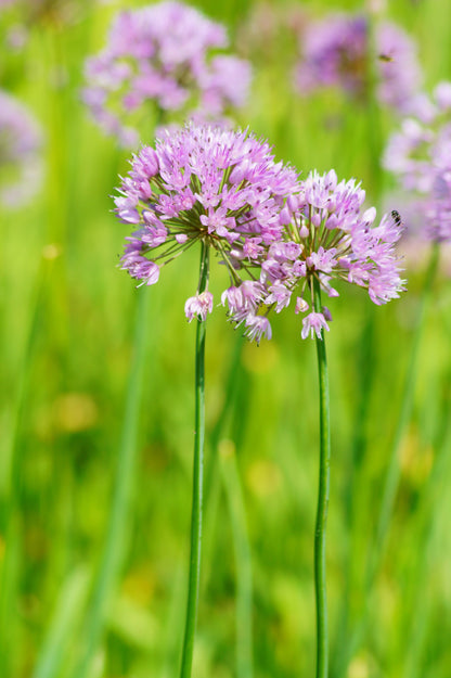250 ALLIUM NODDING ONION Allium Cernuum Flower Seeds