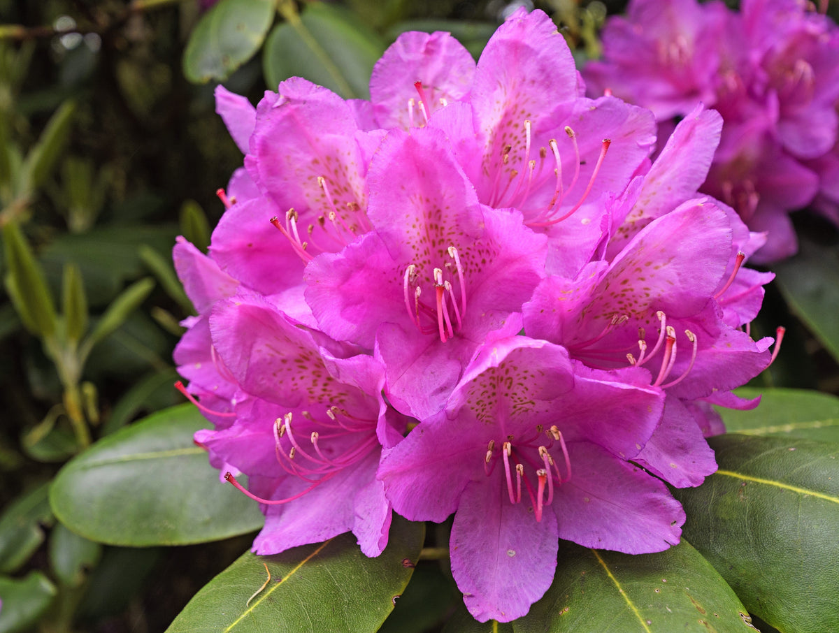 50 MIXED HYBRIDS RHODODENDRON spp. Mixed Colors - Red, Pink, Purple, White, Yellow, Orange Flower Sun or Shade Bush Shrub Seeds