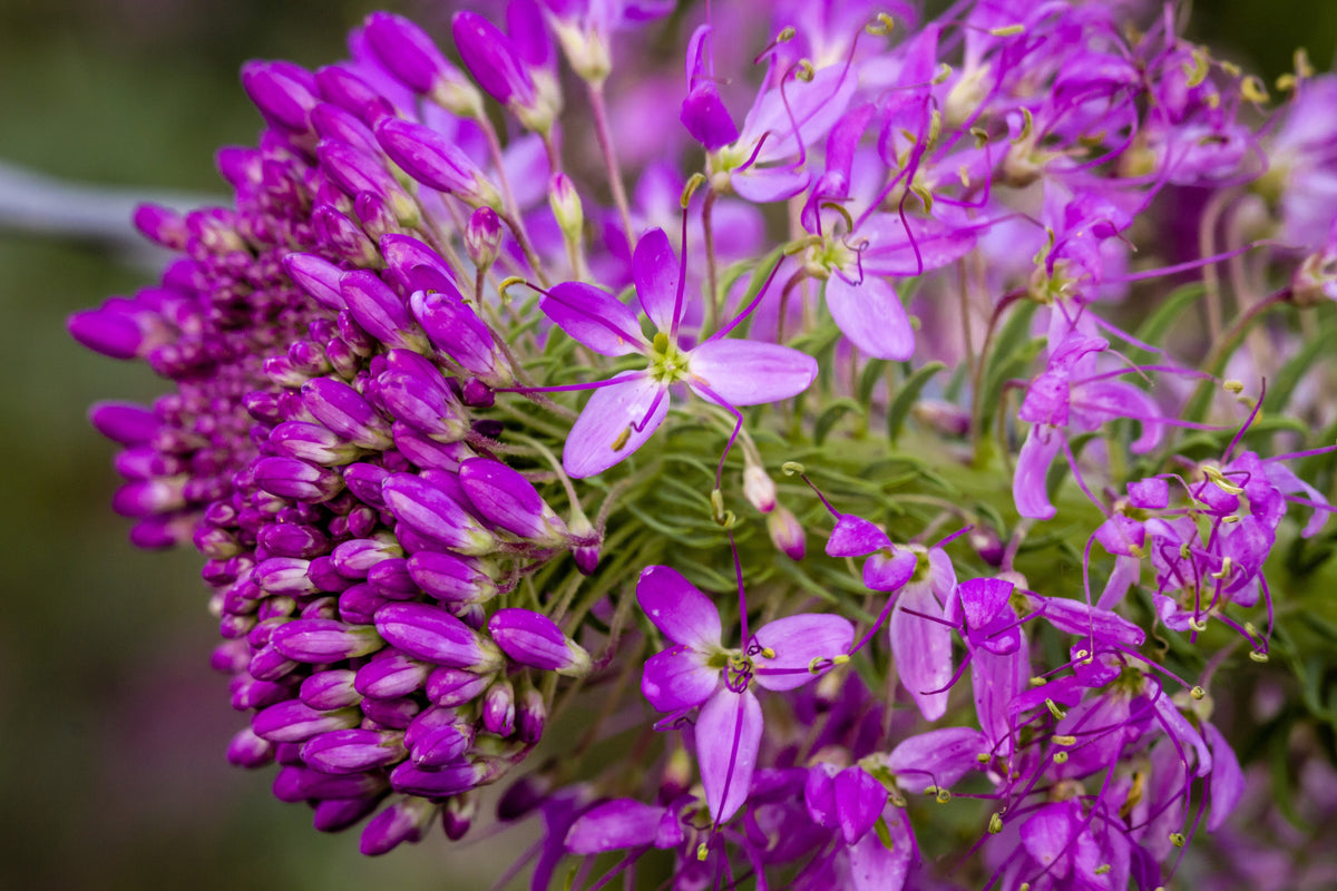 100 Rocky Mountain BEE PLANT Cleome Serrulata Flower Seeds