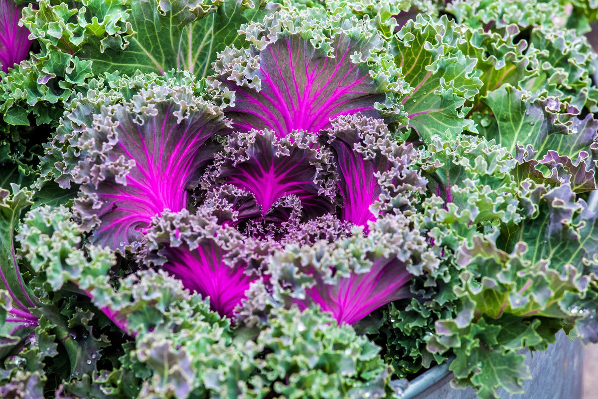 60 ORNAMENTAL KALE MIXED Colors Brassica Oleracea Flower Seeds