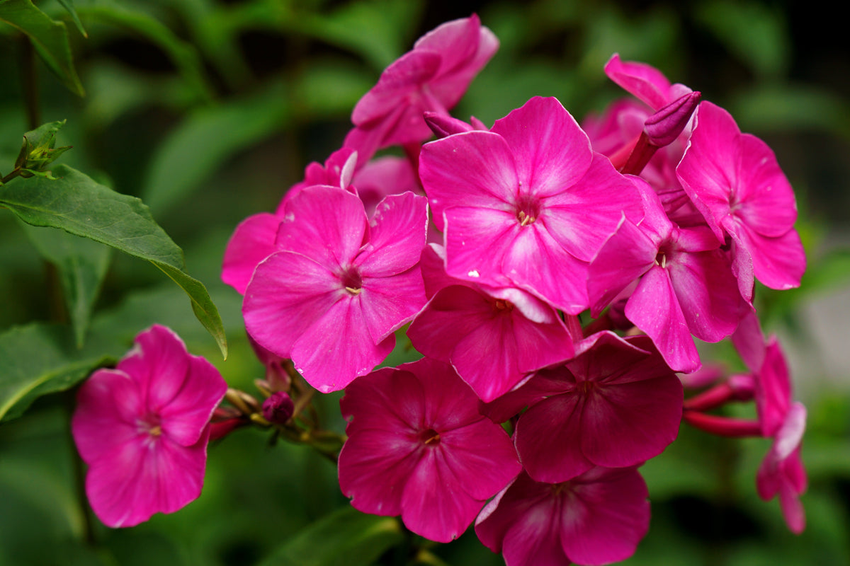 100 Mixed Colors DRUMMOND PHLOX MIX Pink, Red, White, Purple Phlox Drummondii Flower Seeds