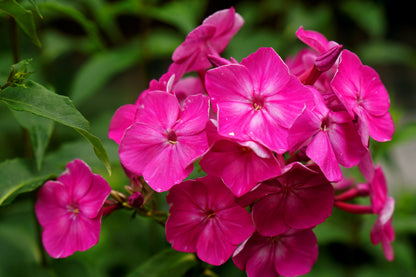 100 Mixed Colors DRUMMOND PHLOX MIX Pink, Red, White, Purple Phlox Drummondii Flower Seeds