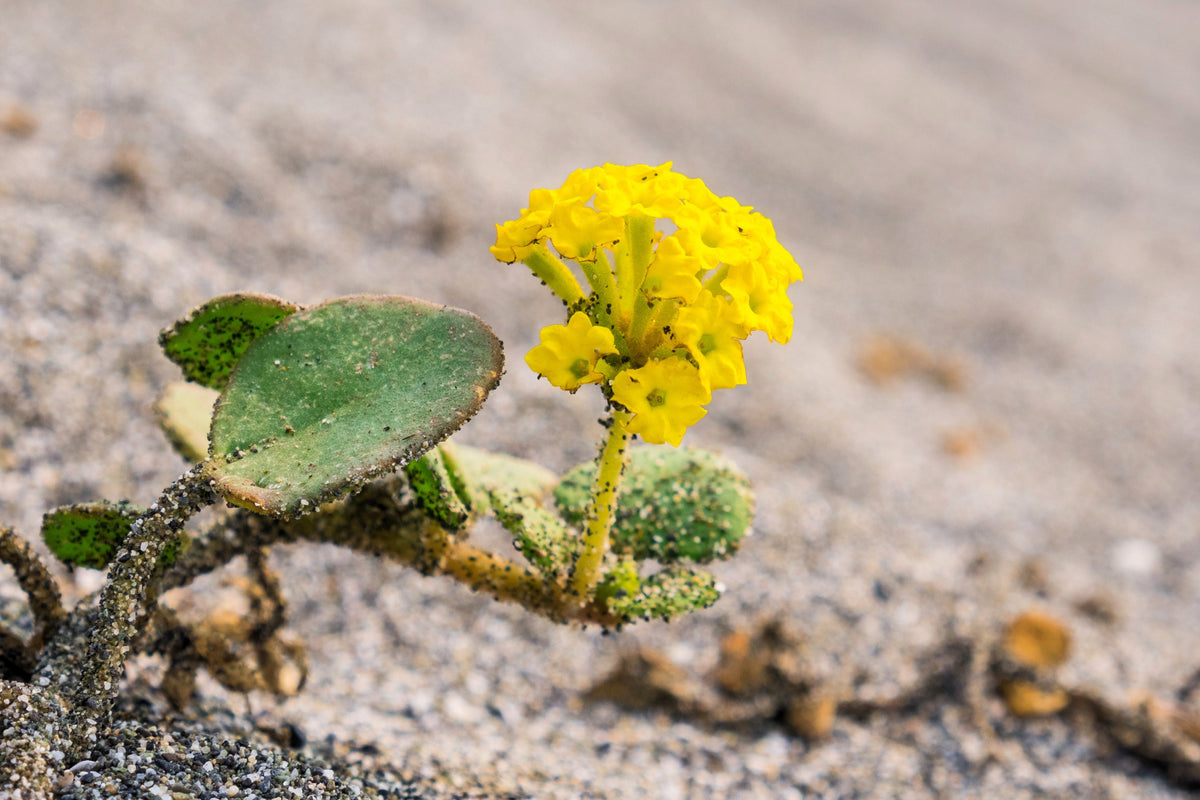 20 YELLOW SAND VERBENA Coastal Abronia Latifolia Arenaria Flower Seeds