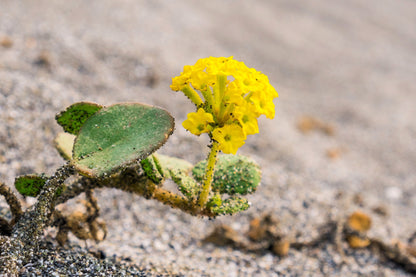20 YELLOW SAND VERBENA Coastal Abronia Latifolia Arenaria Flower Seeds