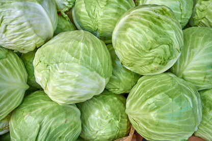 500 GOLDEN ACRE Early CABBAGE Brassica Oleracea Capitata Vegetable Seeds