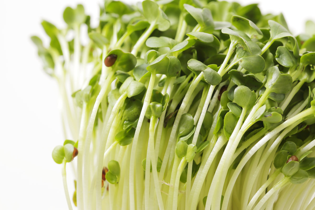 500 CHAMPION RADISH Sweet Scarlet Red Raphanus Sativus Root Vegetable Seeds