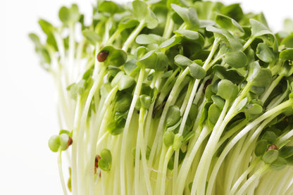 500 CHAMPION RADISH Sweet Scarlet Red Raphanus Sativus Root Vegetable Seeds