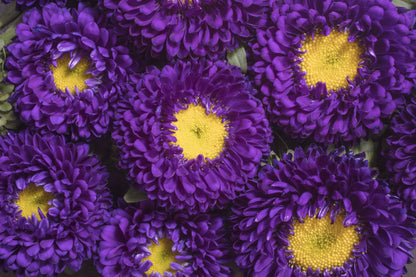 1000 POWDER PUFF ASTER Mix Callistephus Chinensis Flower Seeds