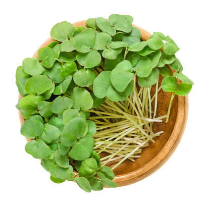 200 Organic BUCKWHEAT Fagopyrum Esculentum Grain Cover Crop Ground Cover Flower Vegetable Seeds