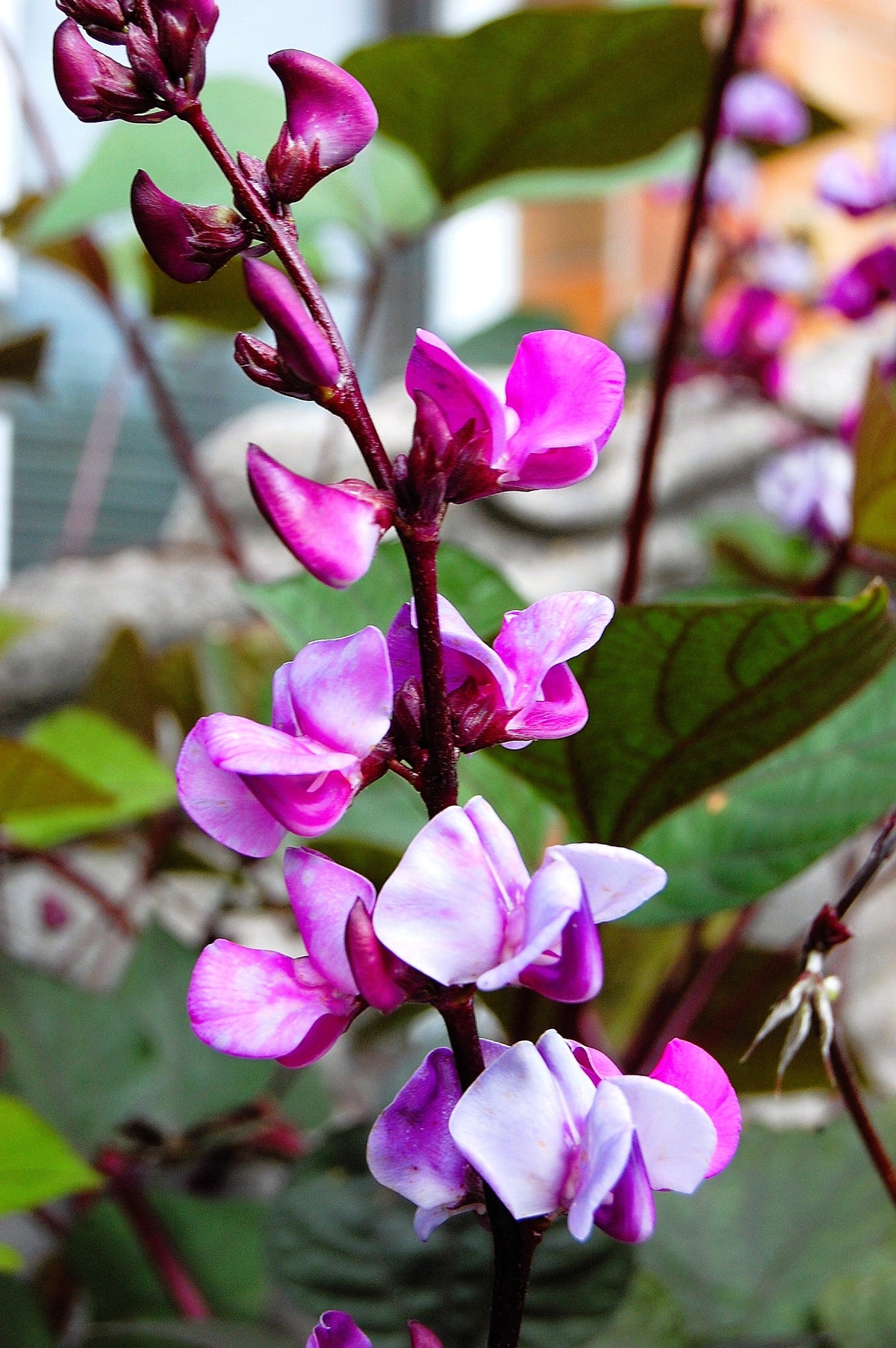 10 Ruby Moon HYACINTH BEAN Lablab Purpureus Blue Purple White Flower Ornamental Vine Seeds