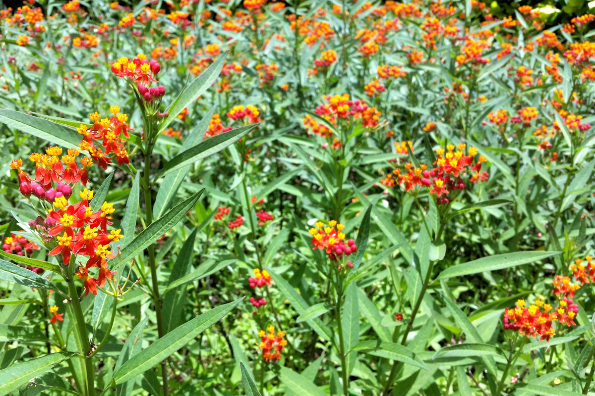 100 SUNSET MILKWEED Asclepias Curassavica Scarlet Blood Flower Red Orange Butterfly Weed Seeds