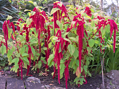 500 LOVE LIES BLEEDING Amaranthus Caudatus (Kiss Me Over The Garden Gate) Flower Seeds