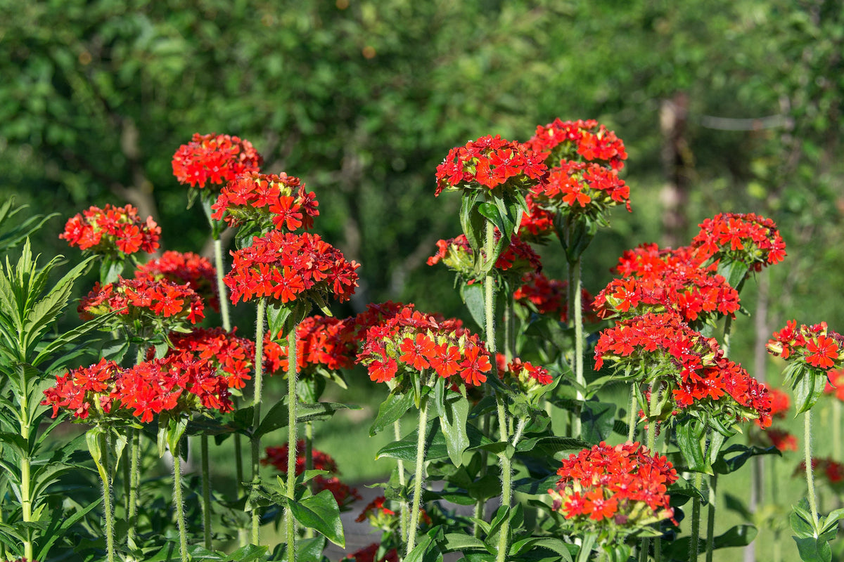 70 RED LYCHNIS Chalcedonica Campion Silene Maltese Cross Flower Seeds