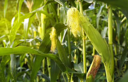 60 BICOLOR CORN DELECTABLE Yellow & White Zea Mays Vegetable Seeds
