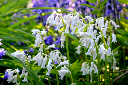 10 WOOD HYACINTH Mixed Colors English Woodland Spanish Bluebell Scilla Campanulata Hyacinthoides Hispanica Pink Purple White Flower Seeds