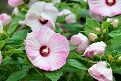 10 Luna PINK SWIRL Hardy HIBISCUS Moscheutos Flower Seeds