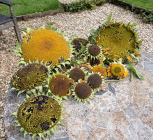 10 Early MAMMOTH RUSSIAN SUNFLOWER Helianthus Annuus Flower Seeds
