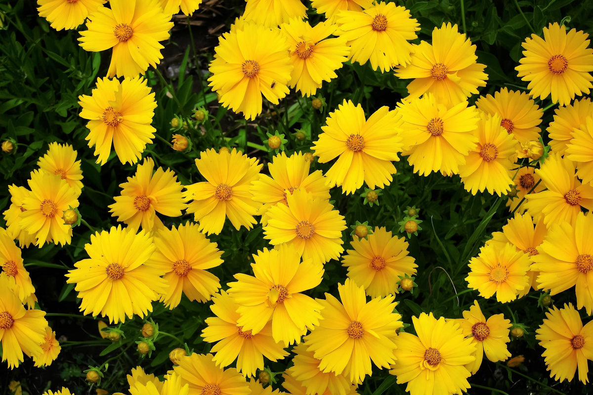 1000 YELLOW SAND COREOPSIS Lanceolata Lanceleaf Tickseed Flower Seeds