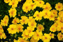 1000 YELLOW SAND COREOPSIS Lanceolata Lanceleaf Tickseed Flower Seeds