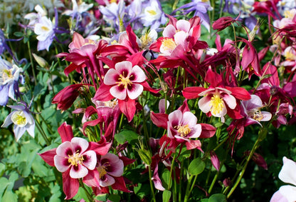 100 MIXED EUROPEAN COLUMBINE Aquilegia Flower Seeds