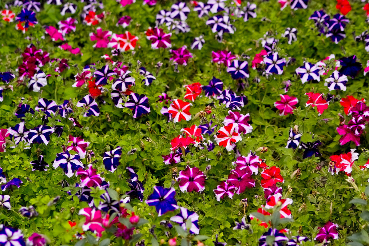 100 STAR MIX PETUNIA Mixed Colors Petunia Violacea Flower Seeds Red Blue Purple