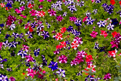 100 STAR MIX PETUNIA Mixed Colors Petunia Violacea Flower Seeds Red Blue Purple