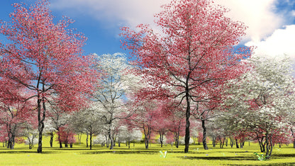 5 PINK FLOWERING DOGWOOD Tree Cornus Florida Rubra Native Ornamental Tree Seeds