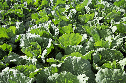 500 GOLDEN ACRE Early CABBAGE Brassica Oleracea Capitata Vegetable Seeds