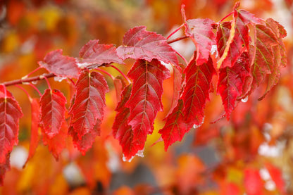 25 SIBERIAN MAPLE TREE Acer Ginnala Seeds - Red Fall Foliage