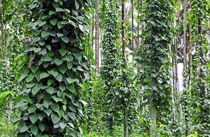 25 BLACK PEPPERCORN Black Pepper Piper Nigrum Spice Vine Seeds