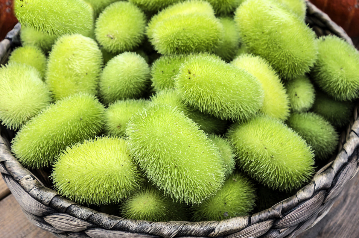 10 WOOLY BEAR GOURD Cucumis Dipsaceus Fuzzy Green Ornamental Seeds