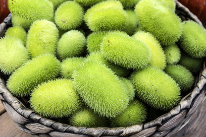 10 WOOLY BEAR GOURD Cucumis Dipsaceus Fuzzy Green Ornamental Seeds