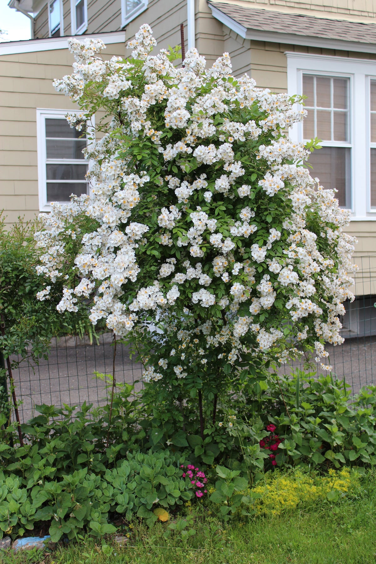 5 WHITE CLIMBING ROSE Rosa Bush Vine Climber Fragrant Butterfly Flower Seeds