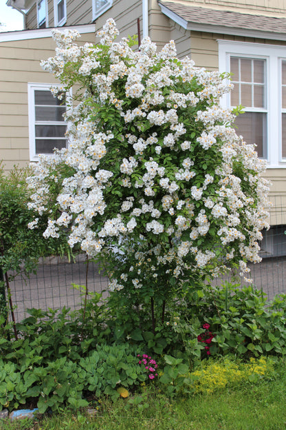 5 WHITE CLIMBING ROSE Rosa Bush Vine Climber Fragrant Butterfly Flower Seeds